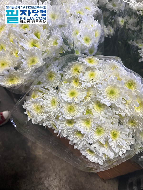 필자닷컴 주말이벤트