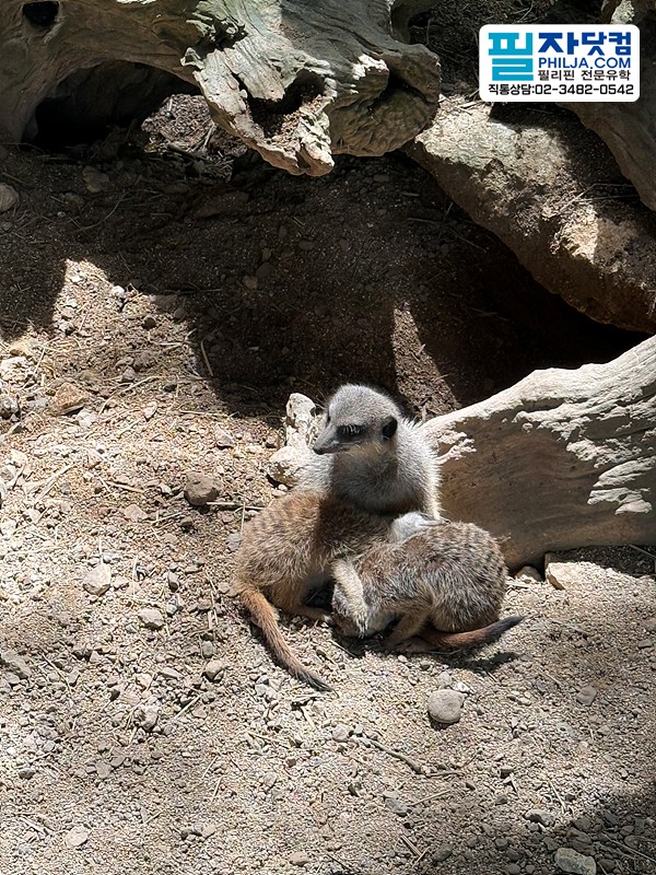 필자닷컴 액티비티