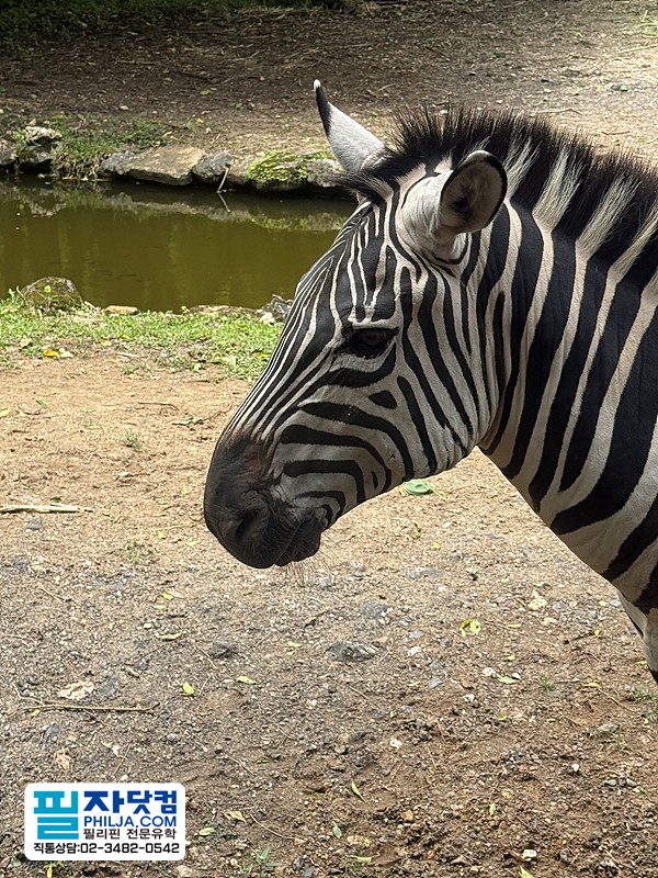 필자닷컴 액티비티