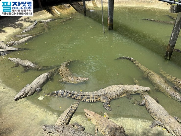 필자닷컴 액티비티