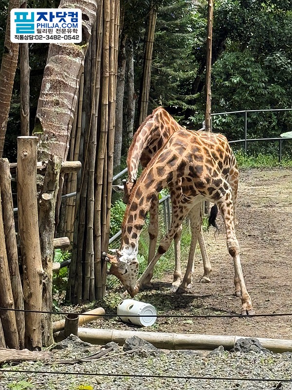 필자닷컴 액티비티