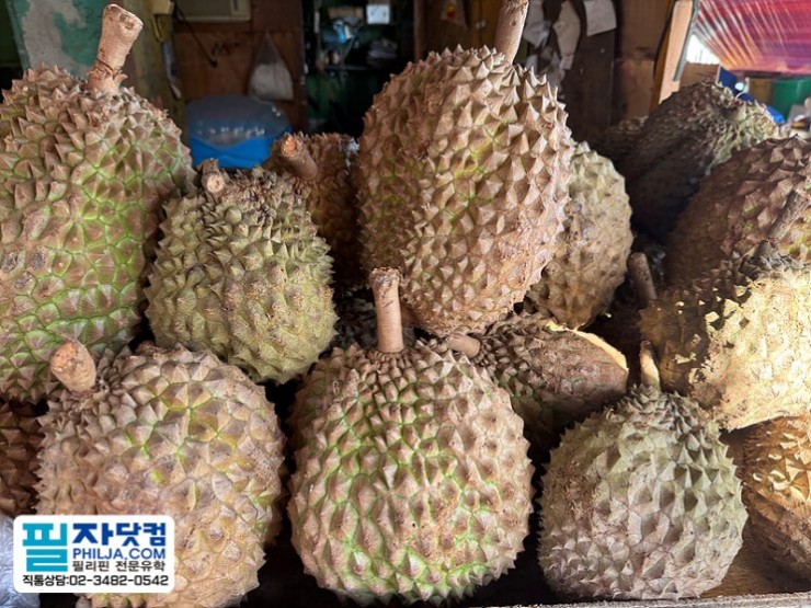 필자닷컴 투어후기