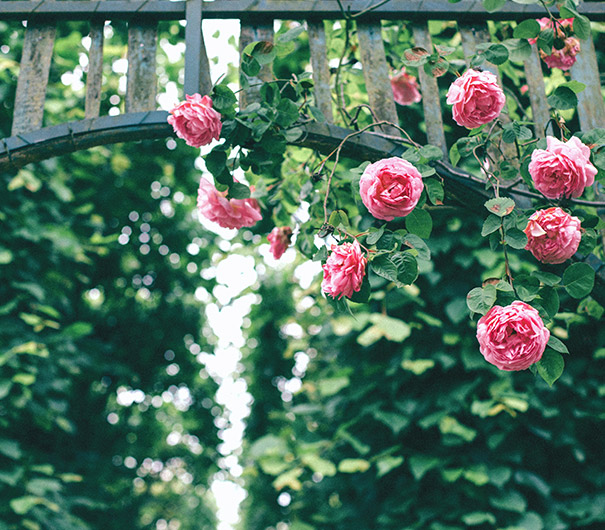 캐나다 CCEL 패키지