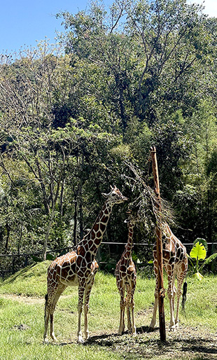 2월 현지이벤트